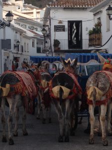 Mijas donkeys