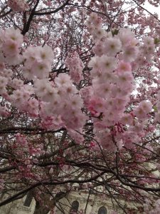 Shakti Pad | cherry blossom